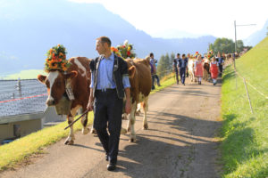 Cows-Come-Home-Albeuve-Switzerland