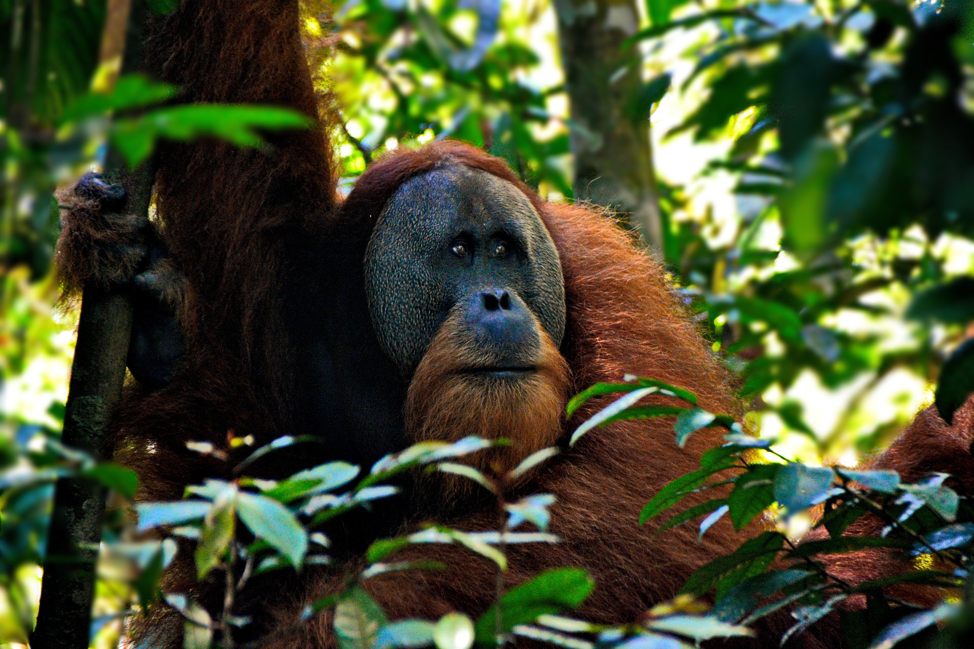 orangutan-in-indonesia