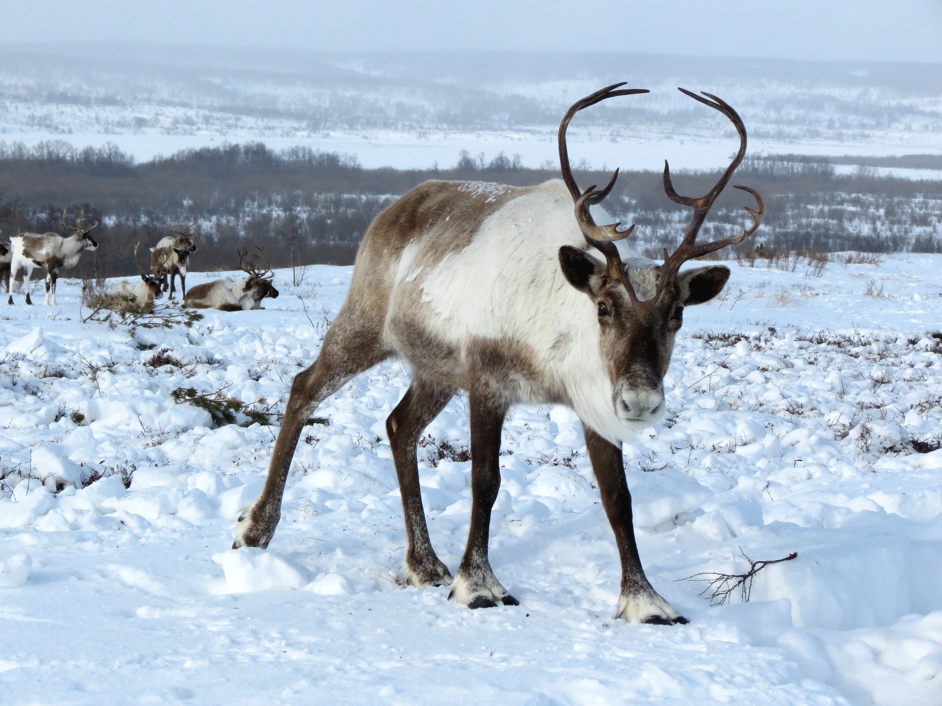reindeer-in-canada-winter