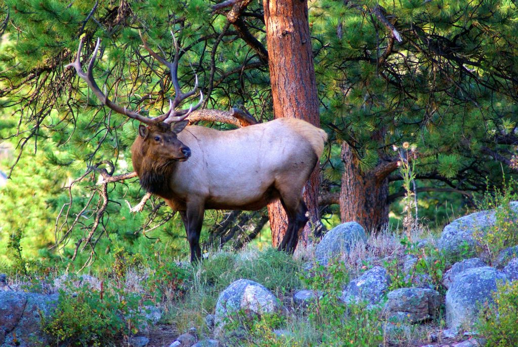 young-bull-elk-in-Canada